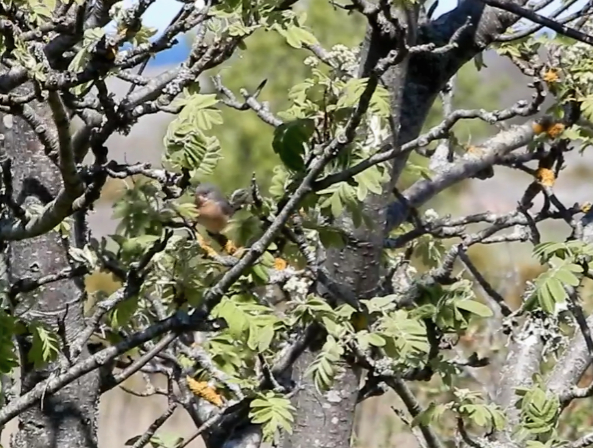 Eastern Subalpine Warbler - ML168949291