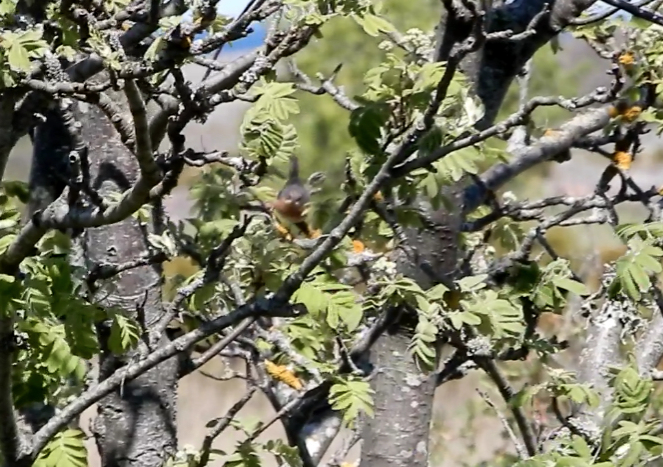 Eastern Subalpine Warbler - ML168949331