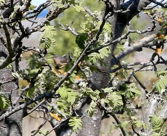 Eastern Subalpine Warbler - Touko Torppa