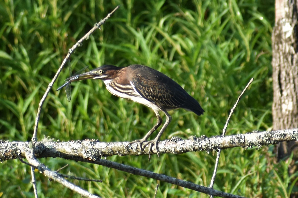 Green Heron - ML168949871