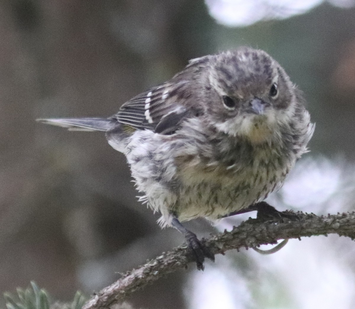 Yellow-rumped Warbler - ML168951041