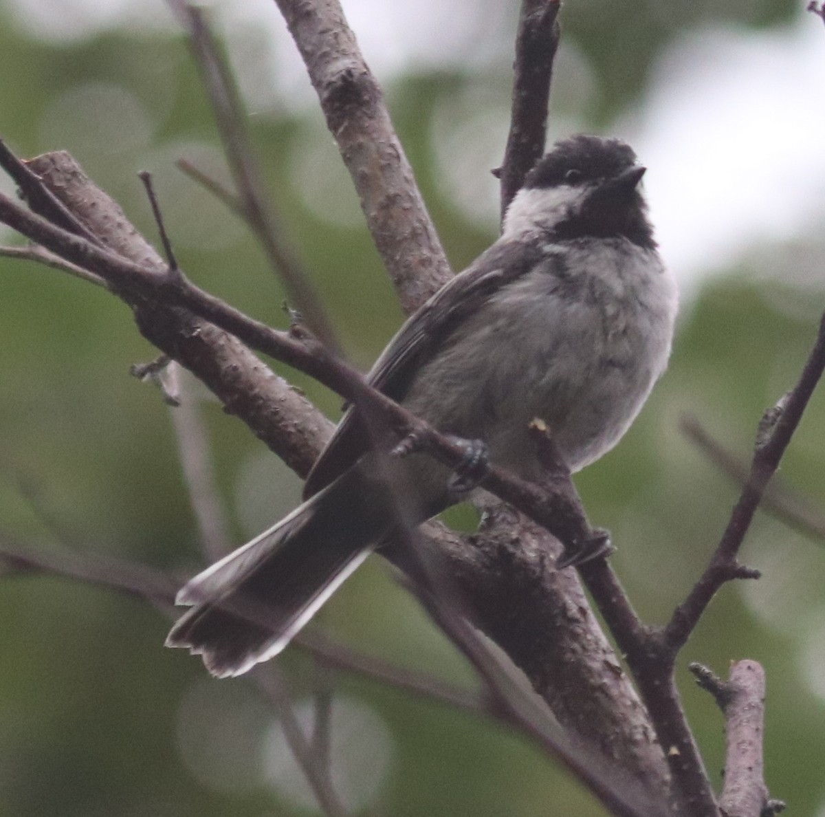 Black-capped Chickadee - ML168951131