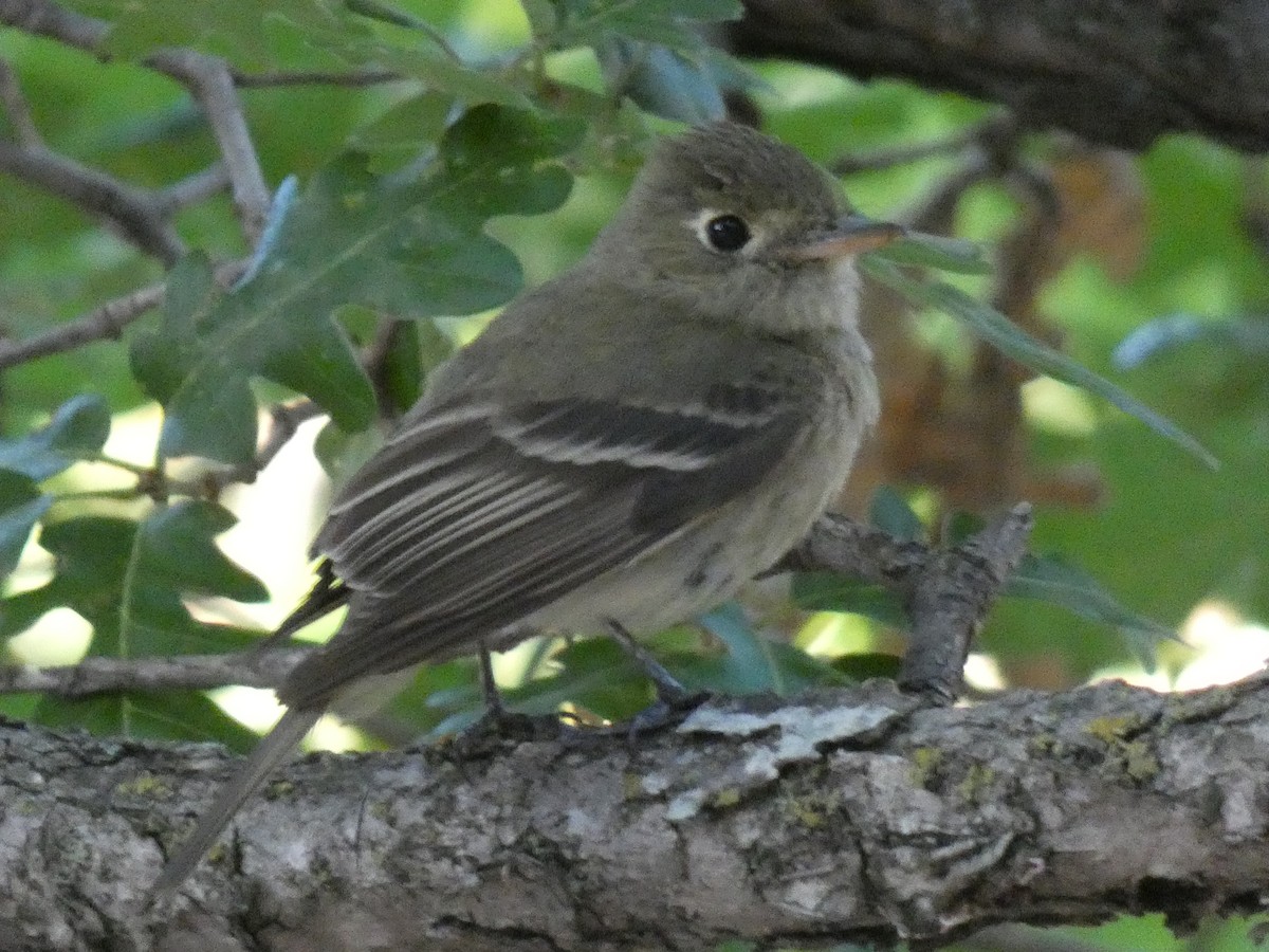 Western Flycatcher (Cordilleran) - ML168951881