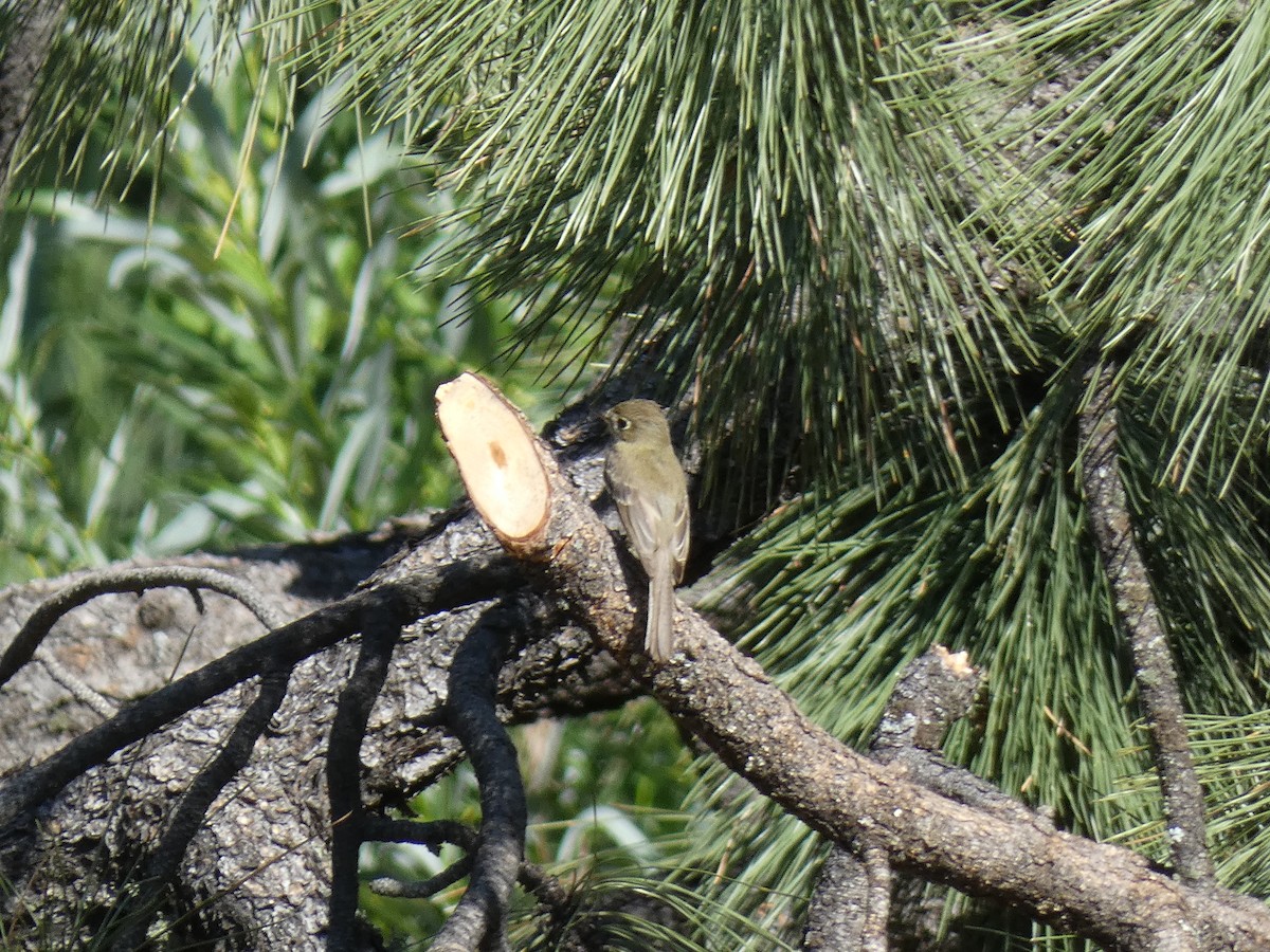 Western Flycatcher (Cordilleran) - ML168951911