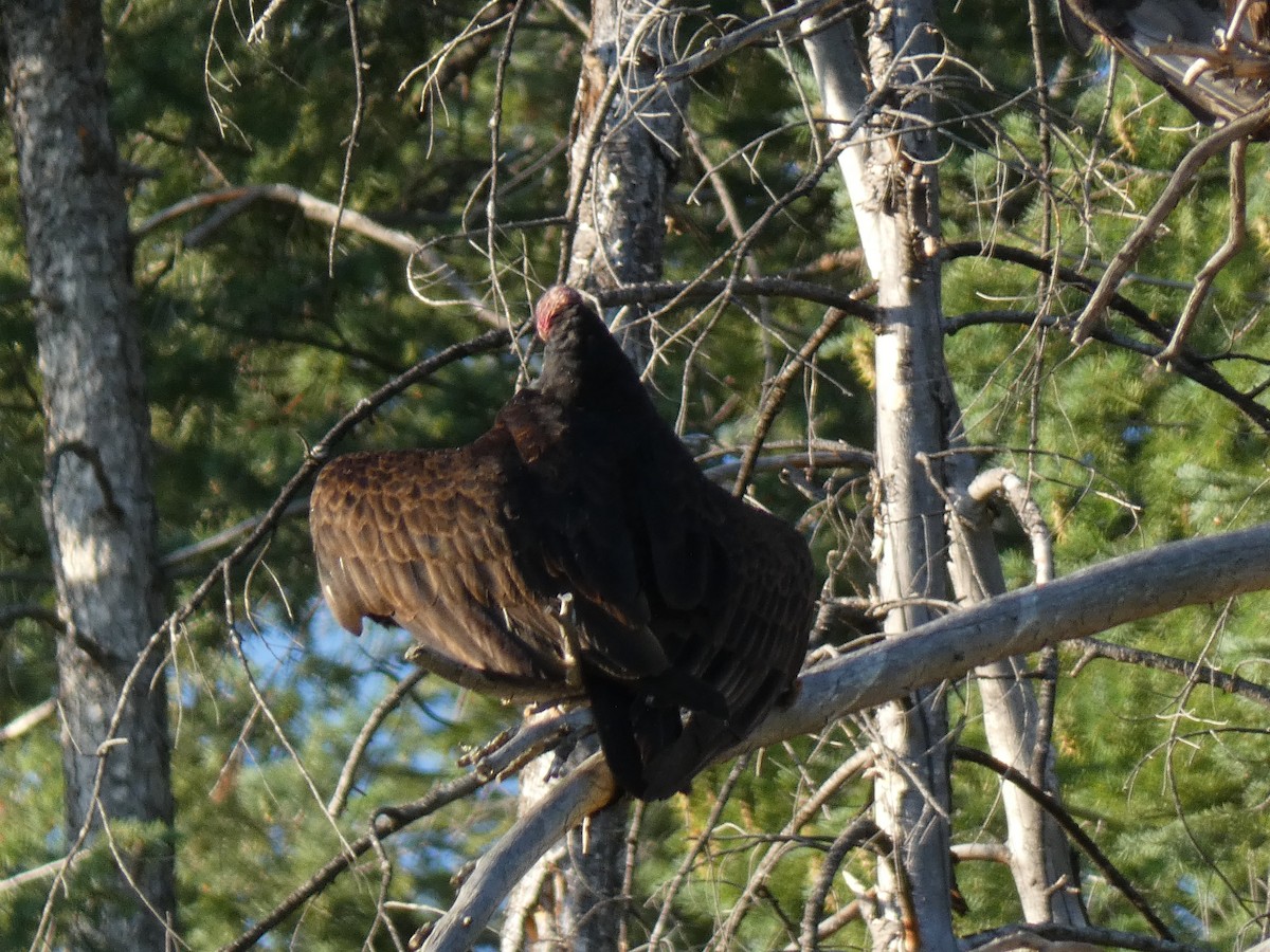 Turkey Vulture - ML168952401