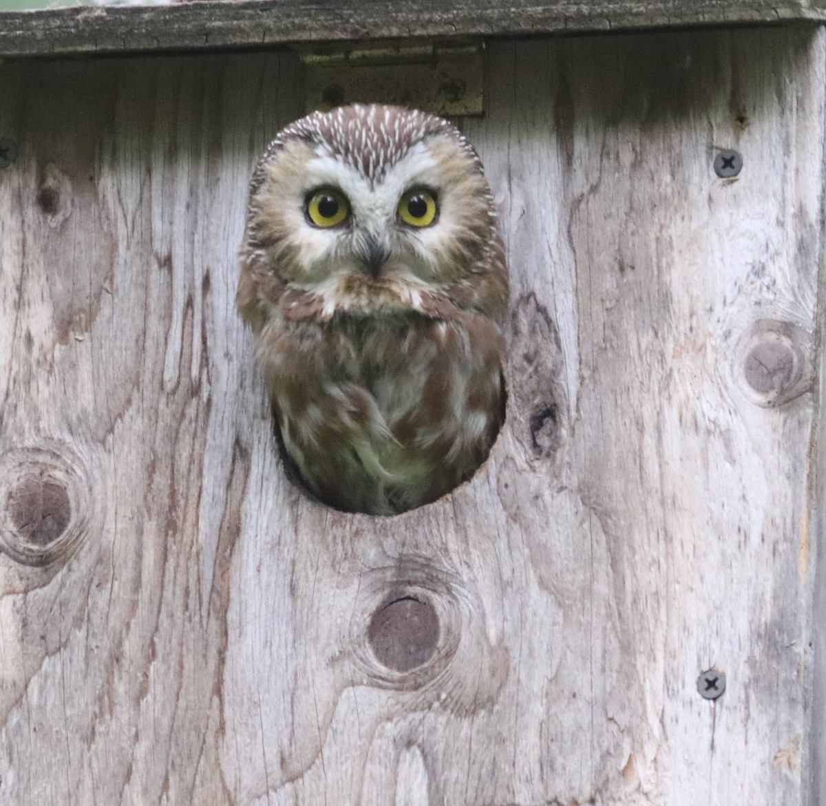 Northern Saw-whet Owl - Daphne Asbell