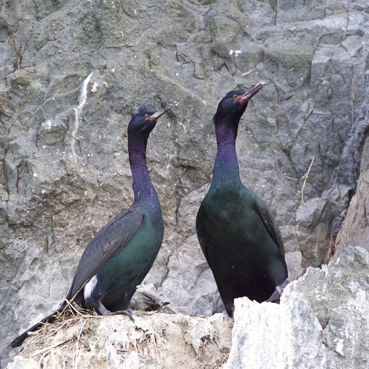 Red-faced Cormorant - Peder Svingen