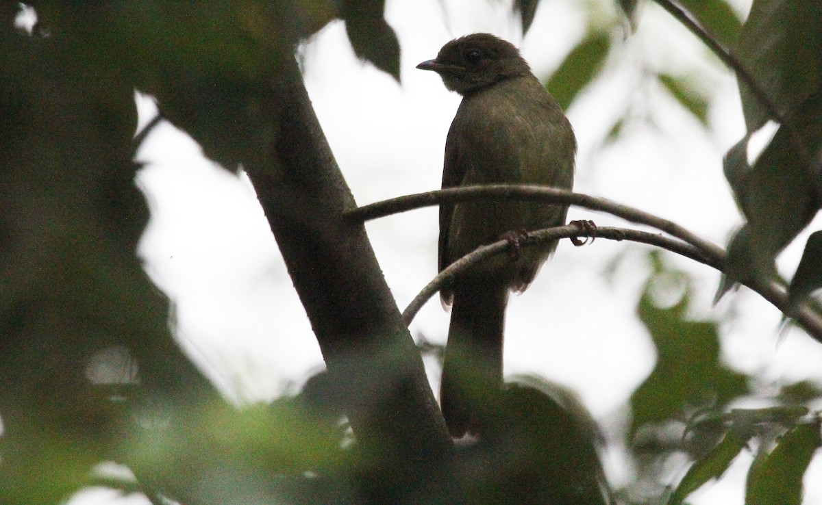 Little Greenbul - ML168954841