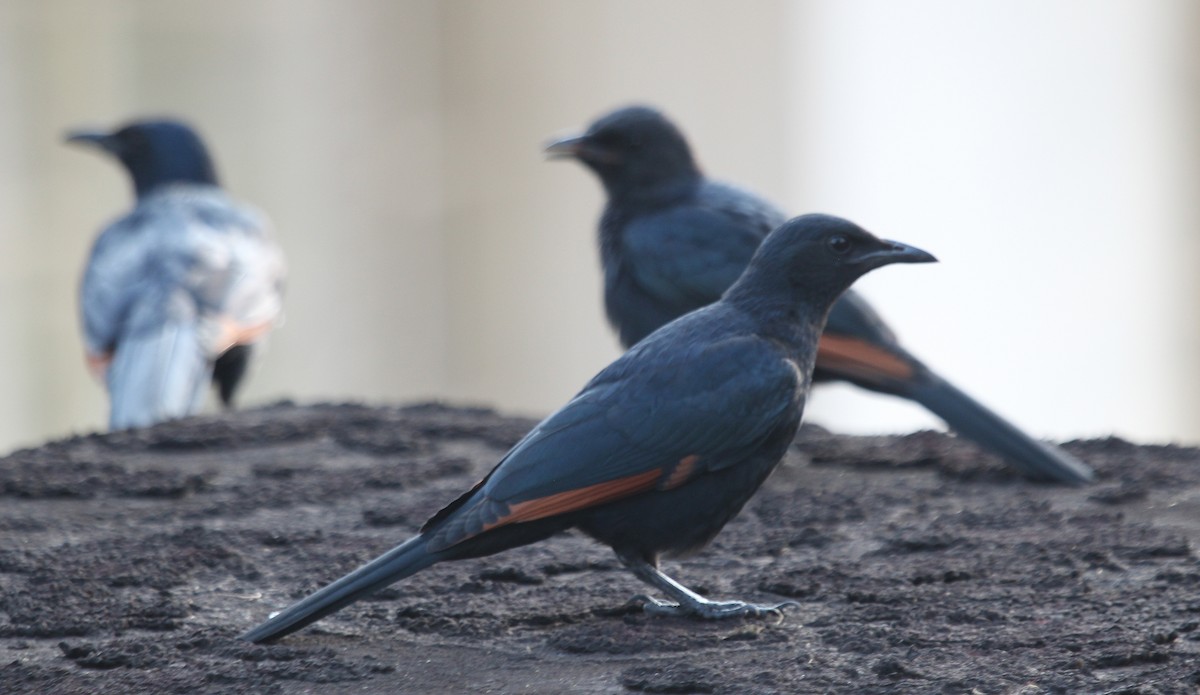 Red-winged Starling - ML168956421