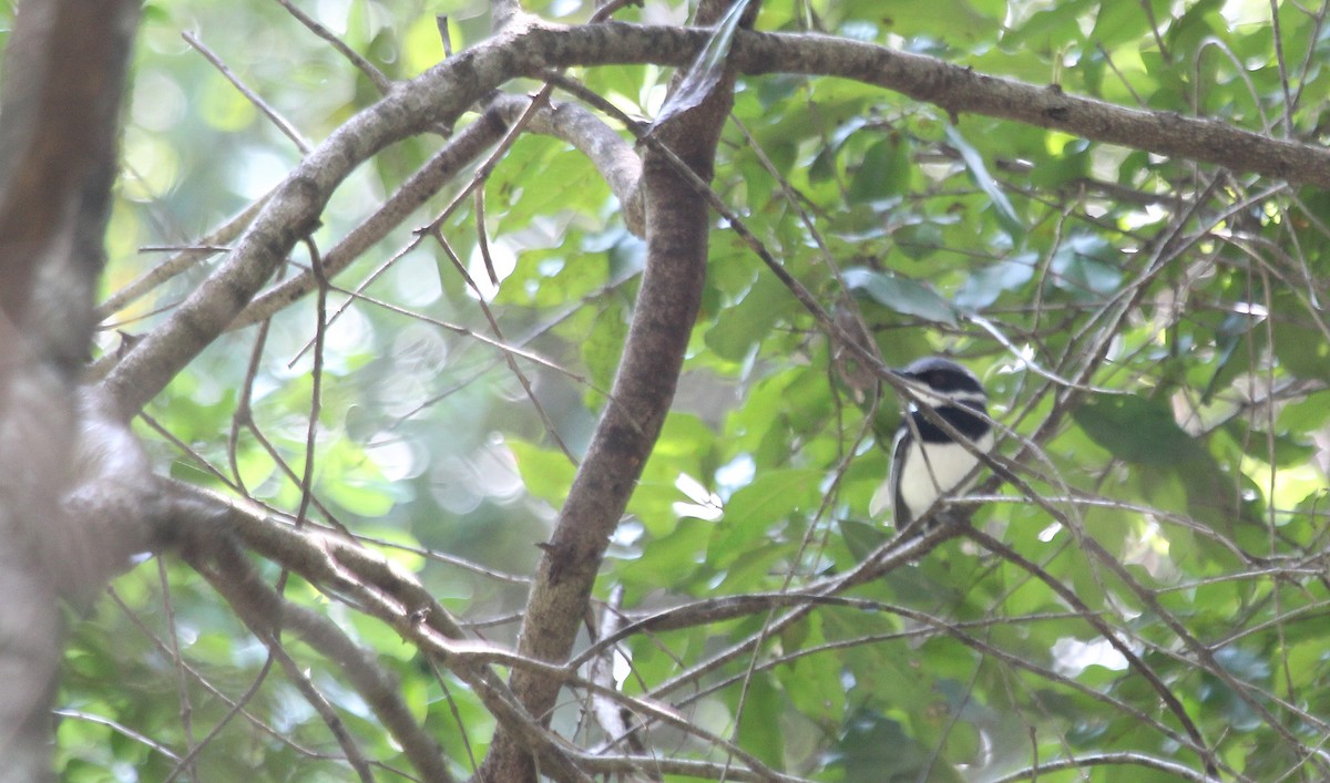 Short-tailed Batis (Short-tailed) - Alexander Lees