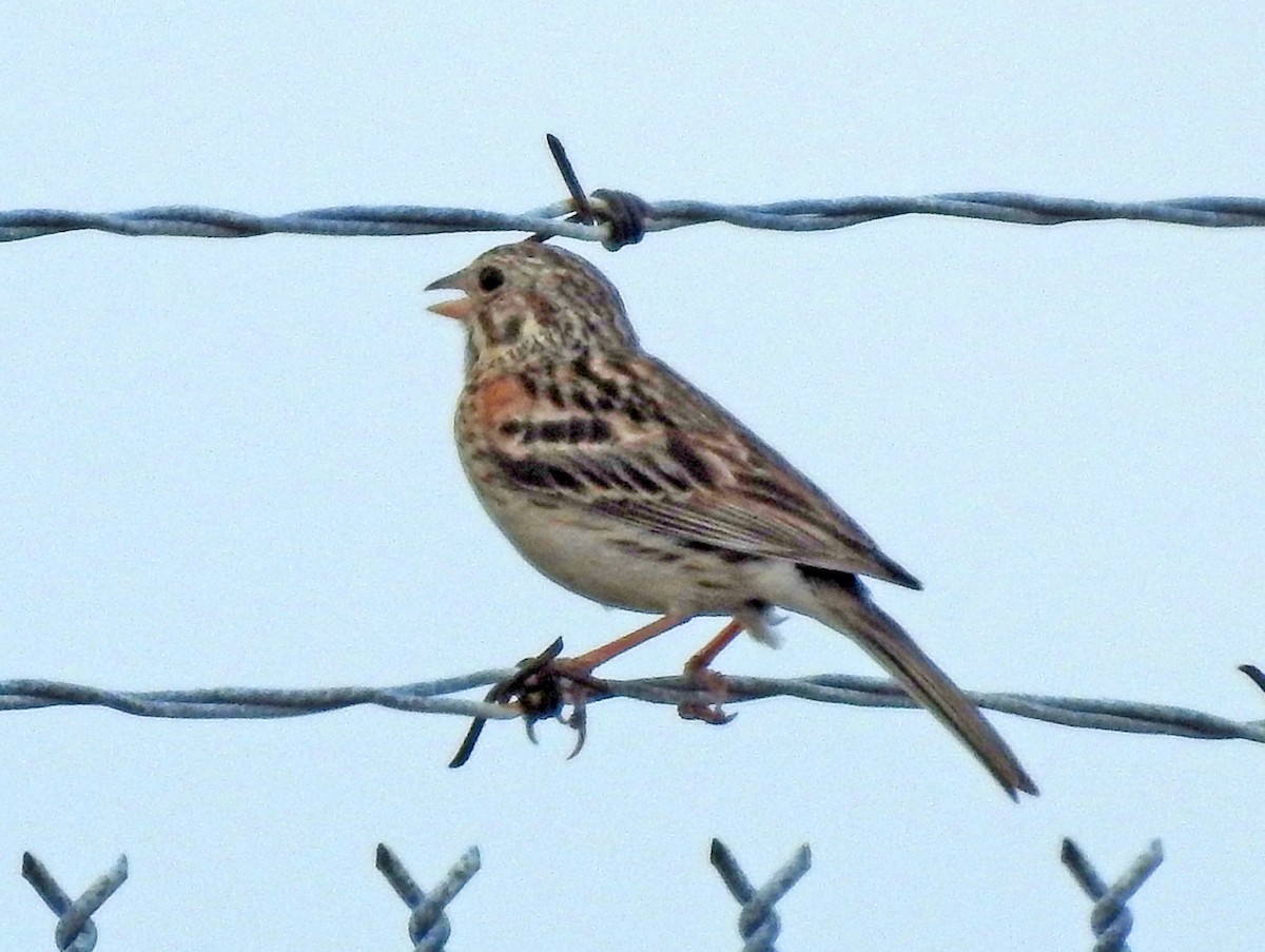 Vesper Sparrow - Michael Hatton