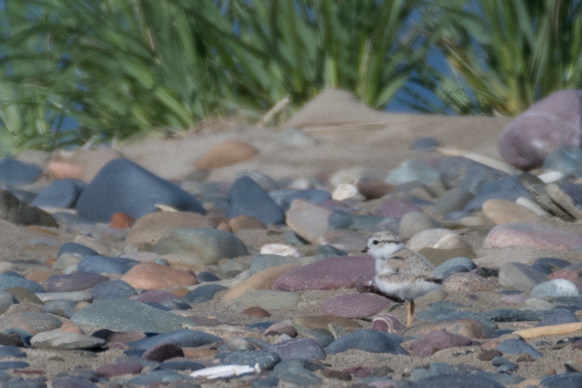 Piping Plover - ML168957401