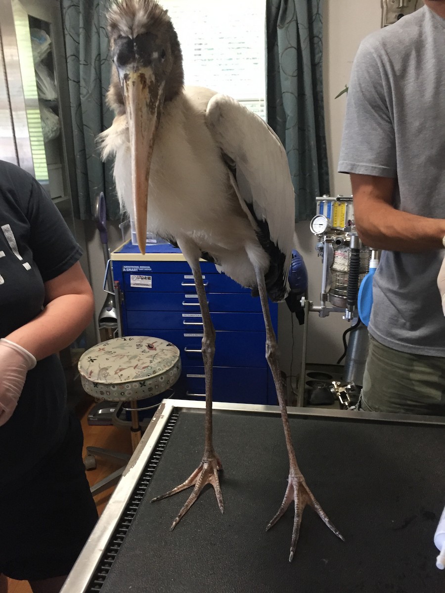 Wood Stork - Southwest Virginia Wildlife Center of Roanoke