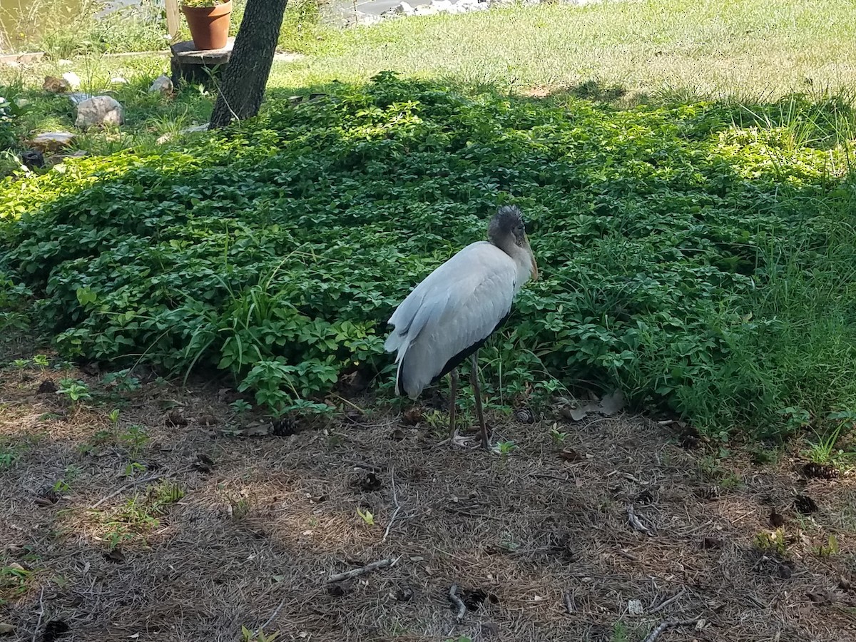 Wood Stork - Southwest Virginia Wildlife Center of Roanoke