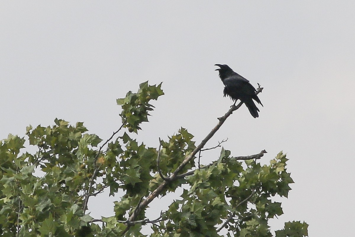 Common Raven - ML168962681