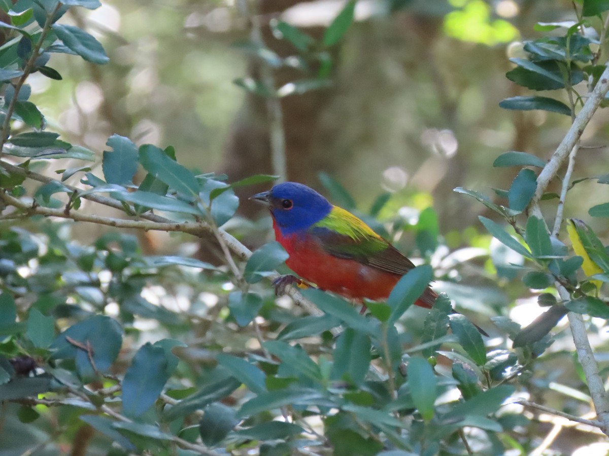 Painted Bunting - ML168962751