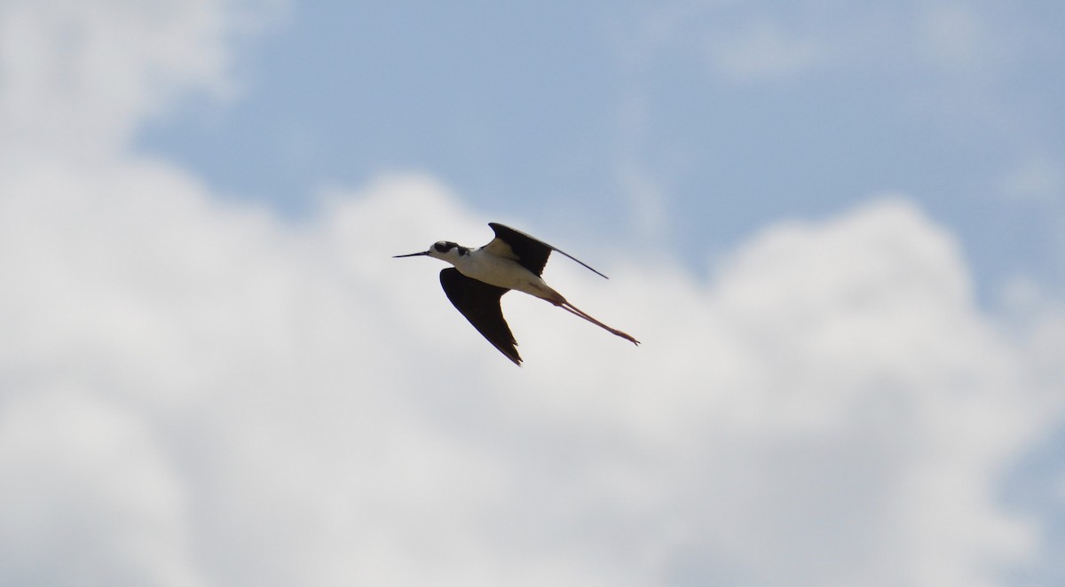 Black-necked Stilt - ML168963051
