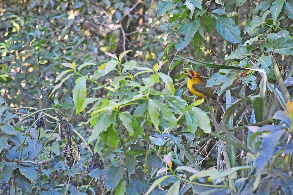 Saffron Toucanet - ML168964411