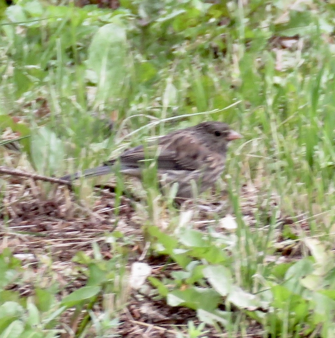 Dark-eyed Junco (Oregon) - ML168965201