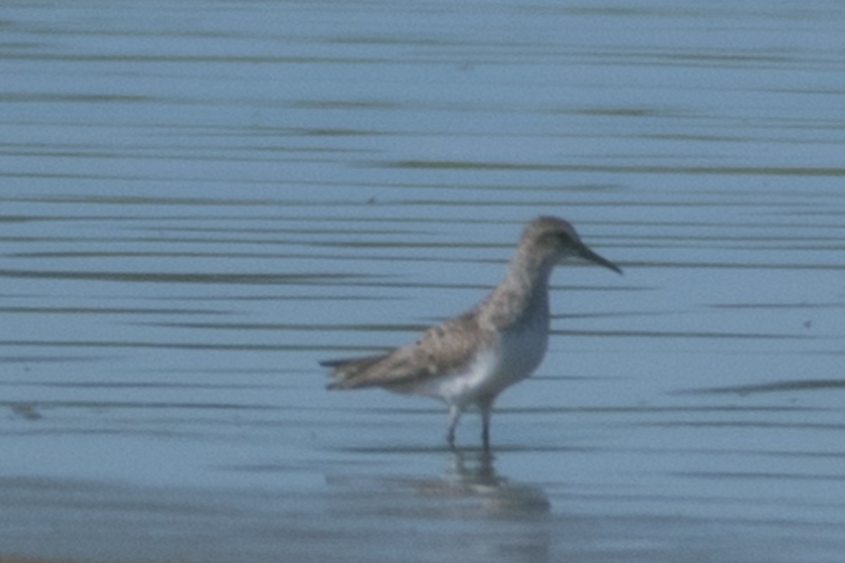 Semipalmated Sandpiper - ML168966701