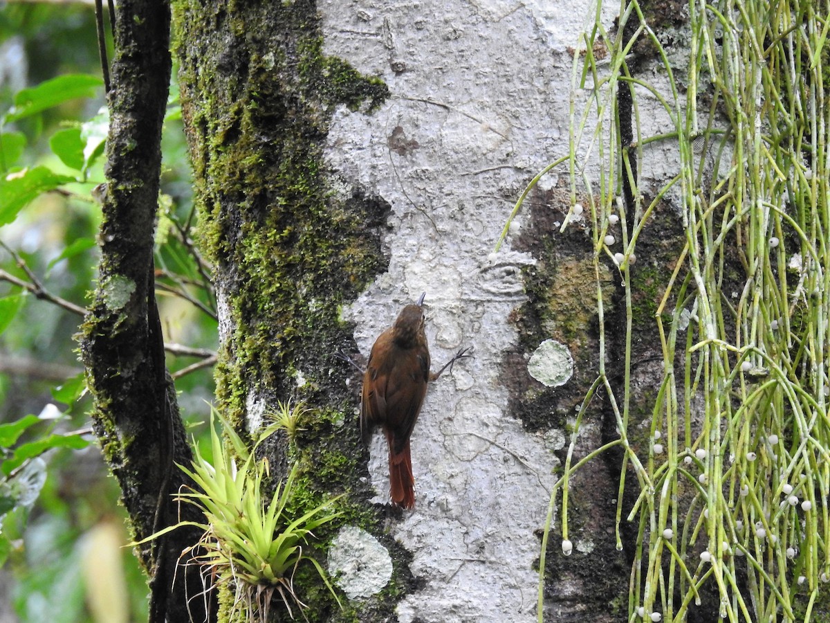 Plain-brown Woodcreeper - ML168966901