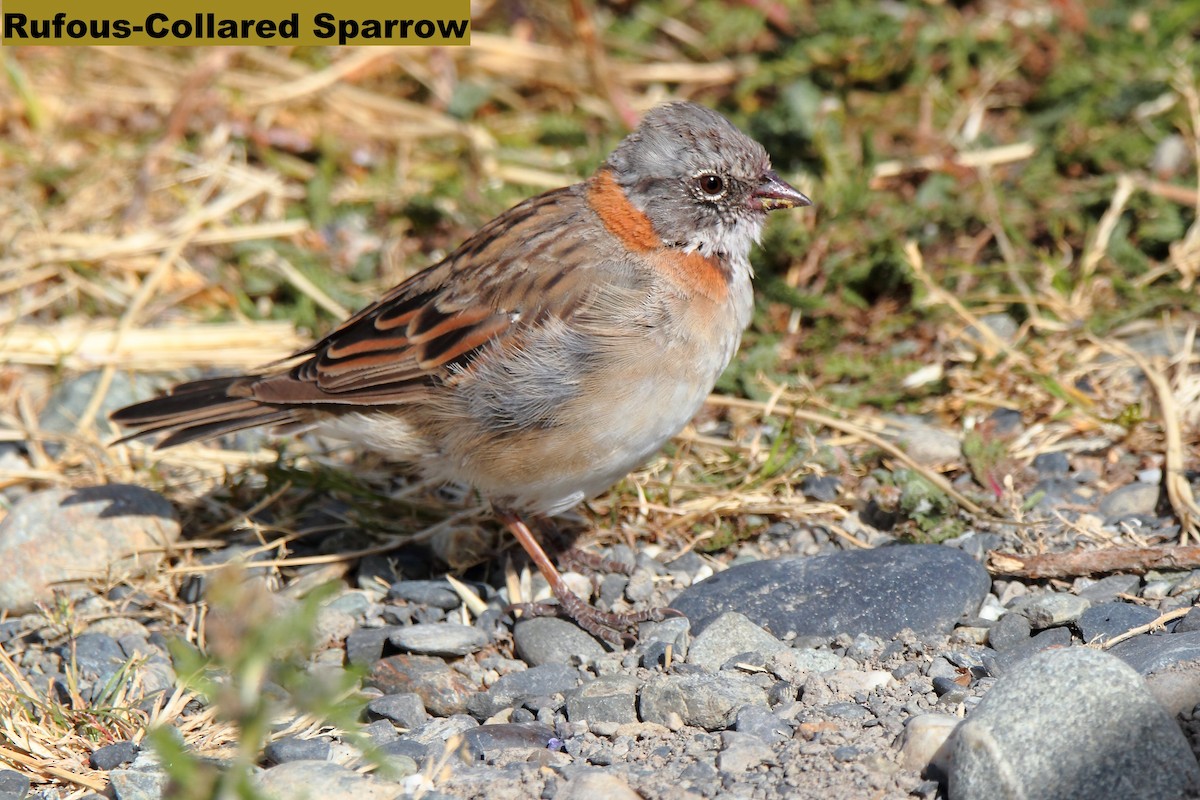 Rufous-collared Sparrow - Butch Carter