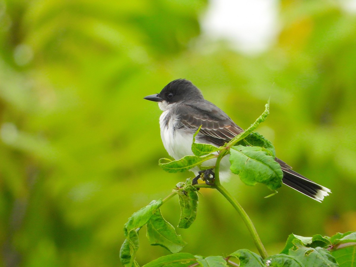 Eastern Kingbird - ML168969181