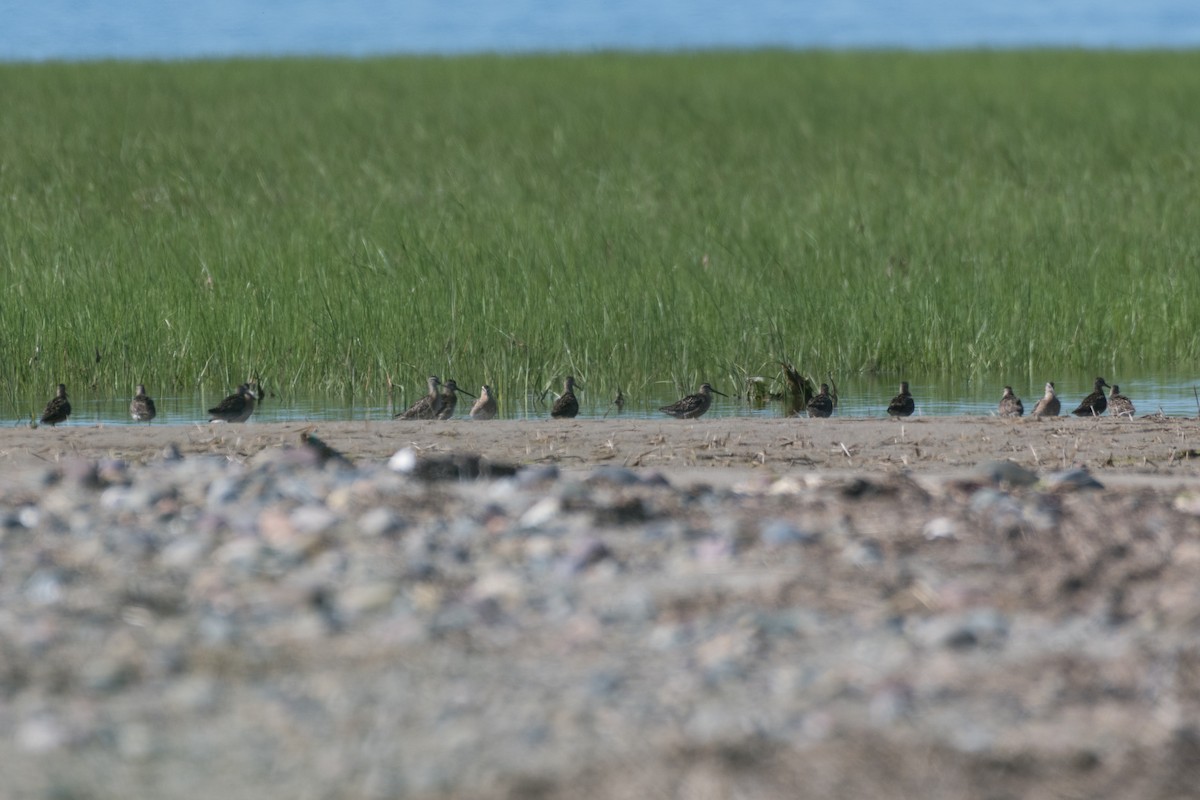 Short-billed Dowitcher - ML168970181