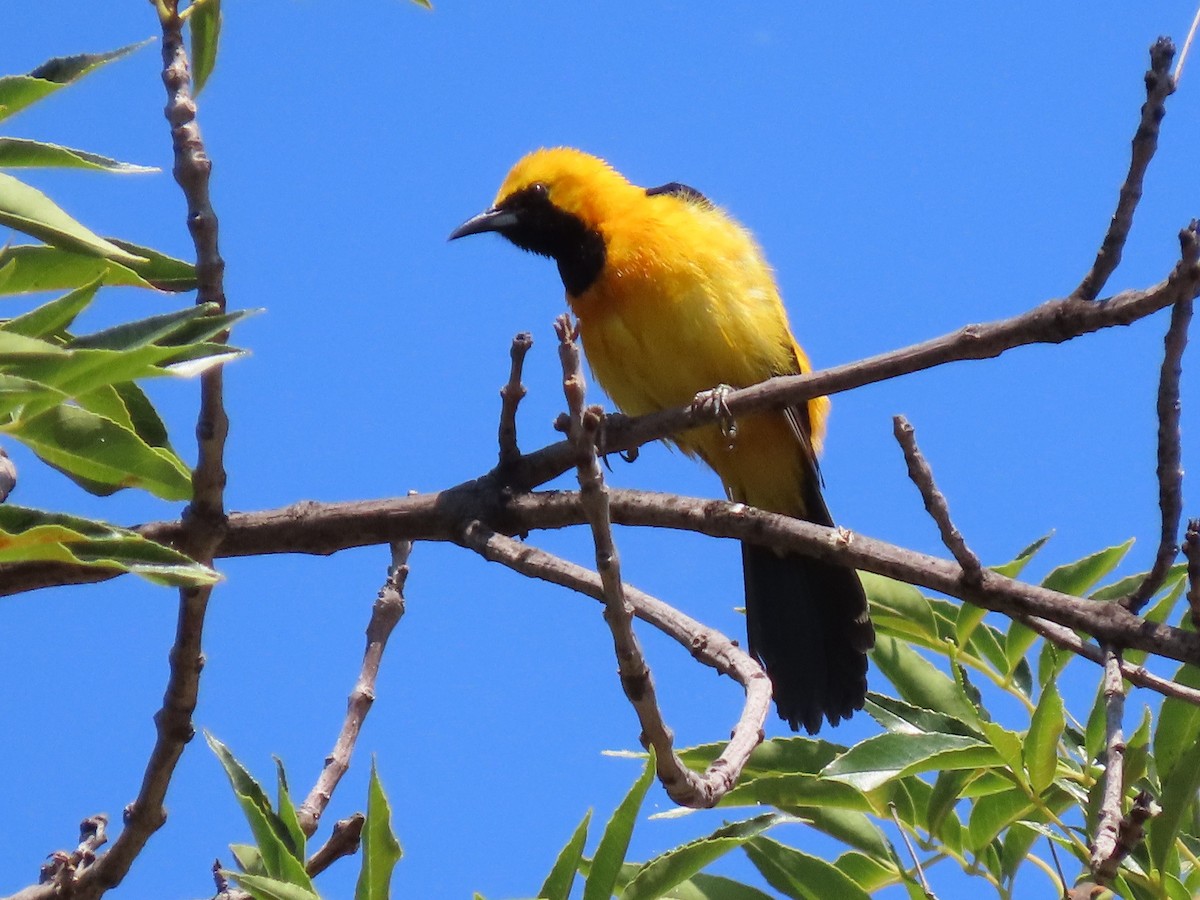 Hooded Oriole - ML168973761