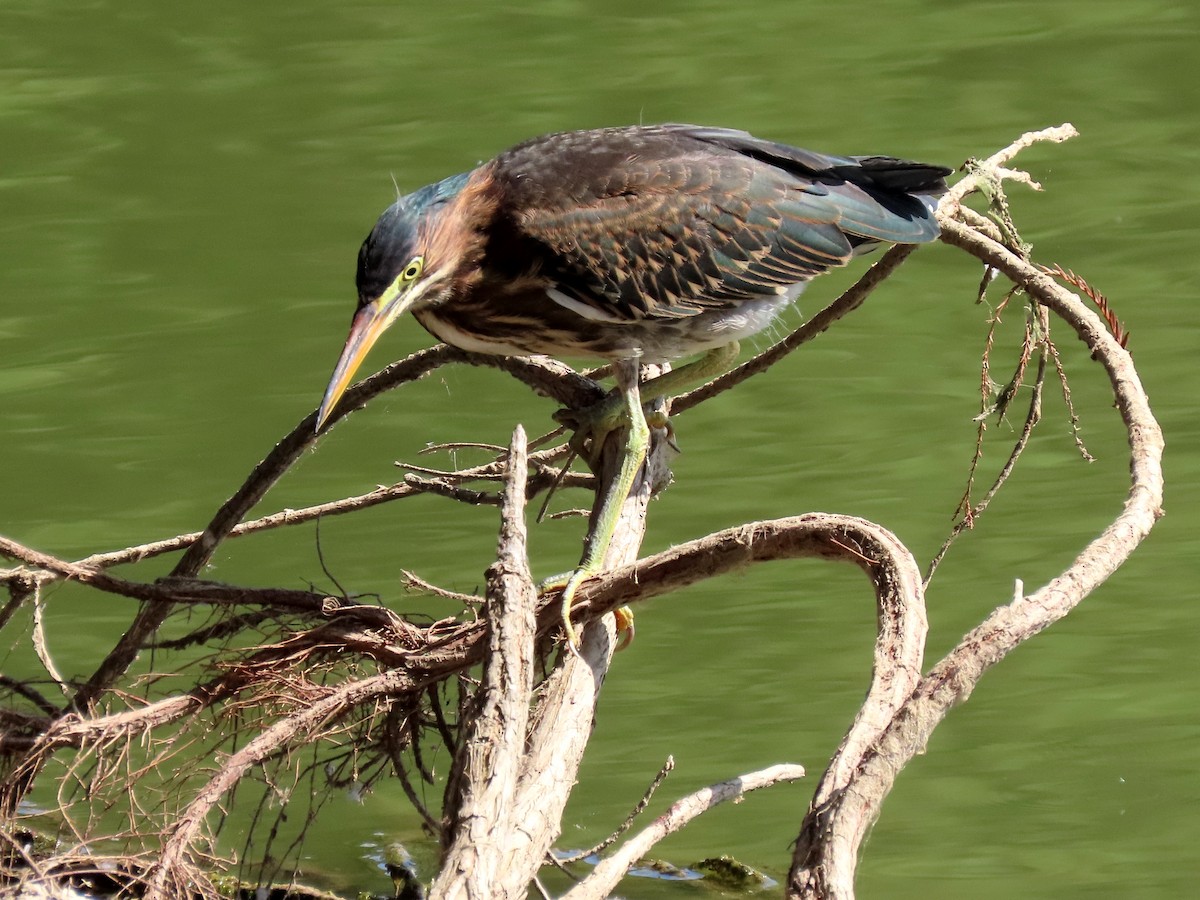 Green Heron - ML168974091