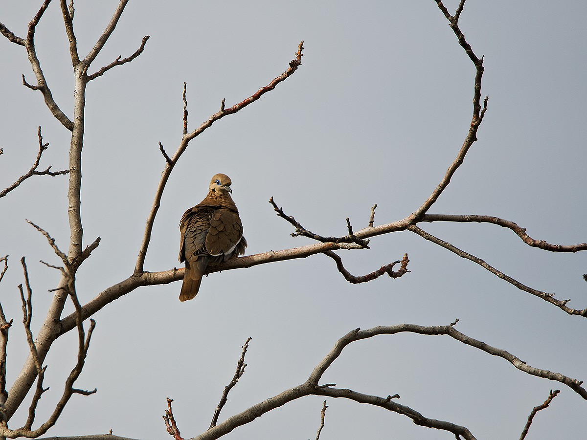 West Peruvian Dove - Maria Jose  Huc