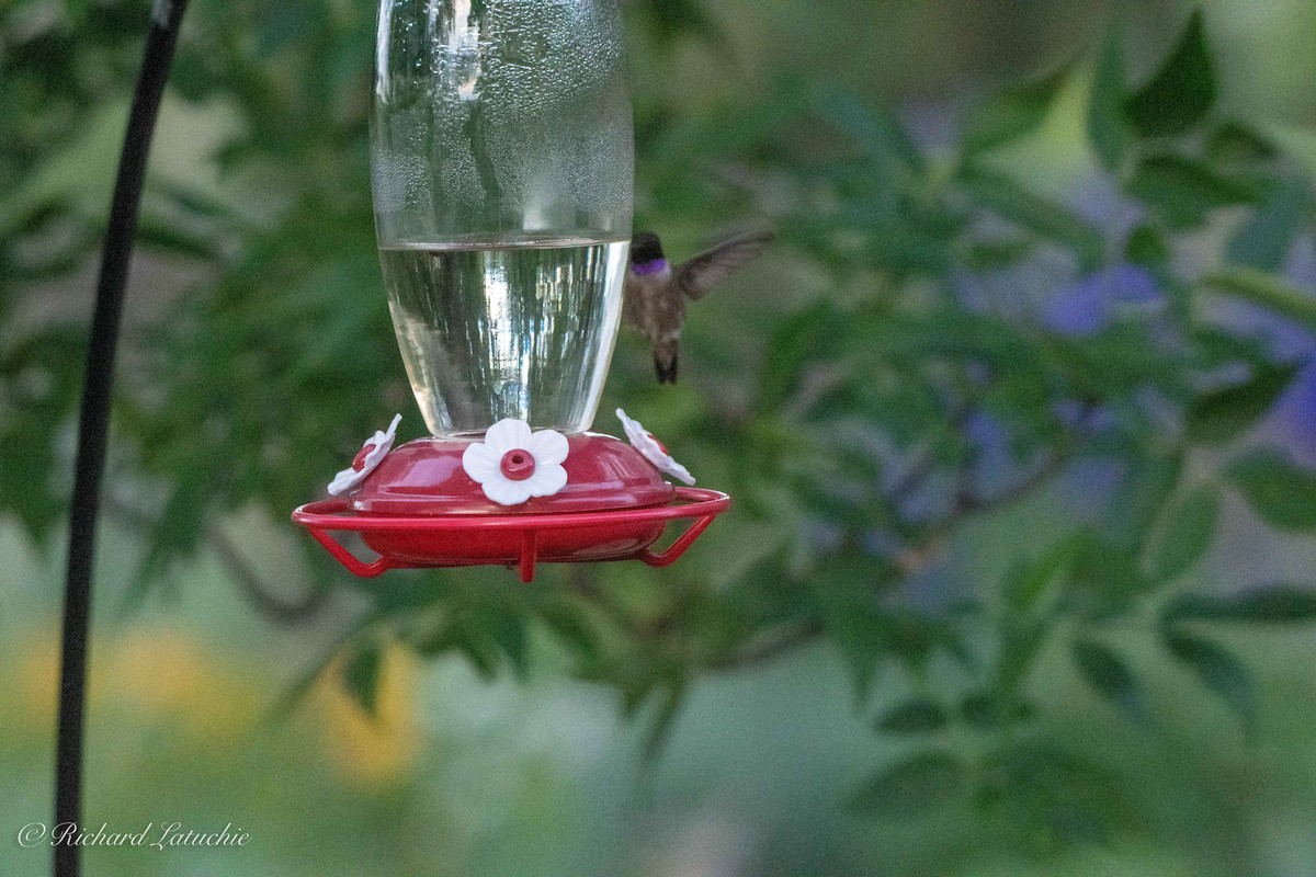 Black-chinned Hummingbird - ML168975481