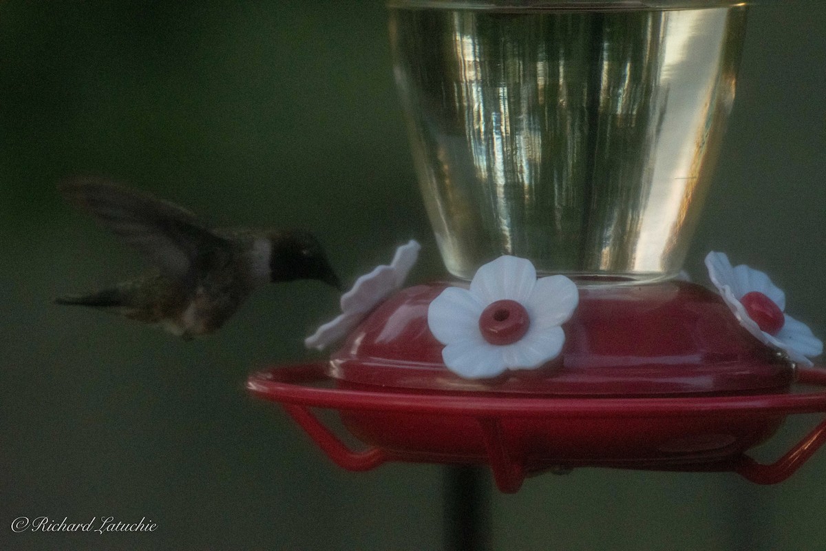 Black-chinned Hummingbird - ML168975511