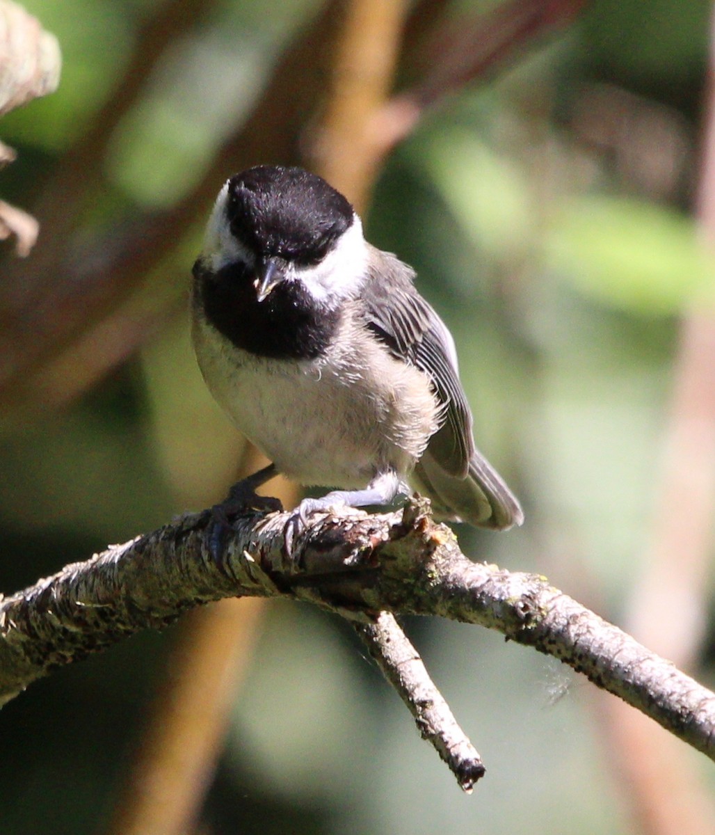 Black-capped Chickadee - ML168977721