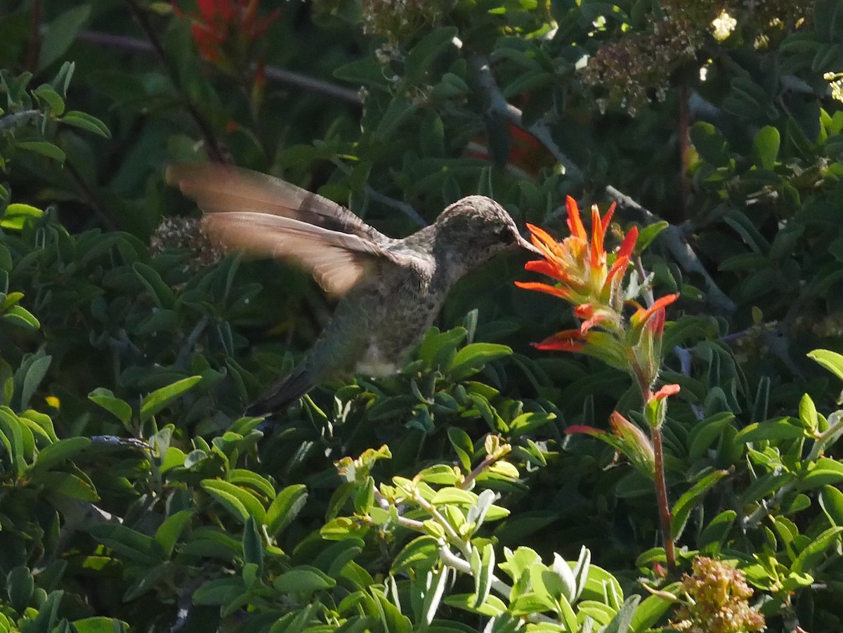 Anna's Hummingbird - ML168977941