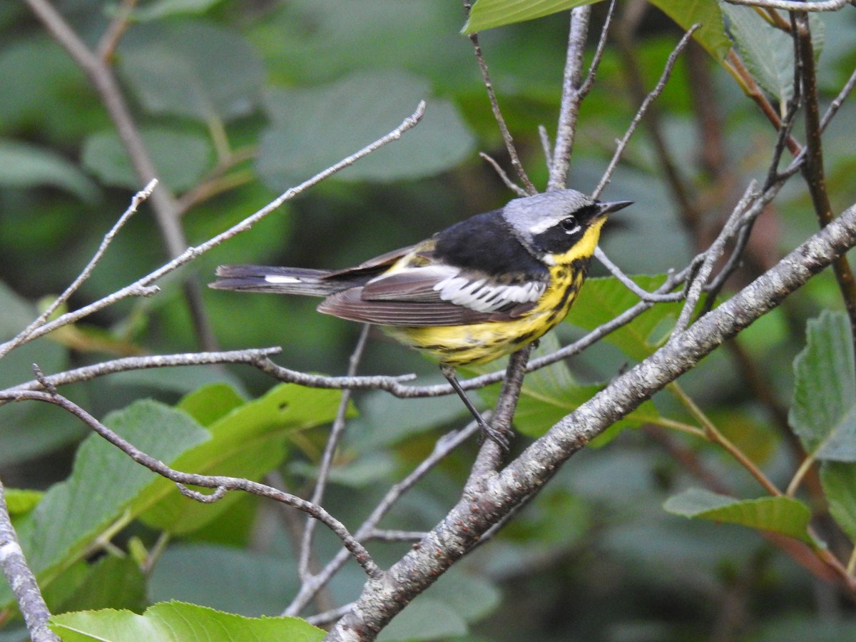 Magnolia Warbler - ML168978721