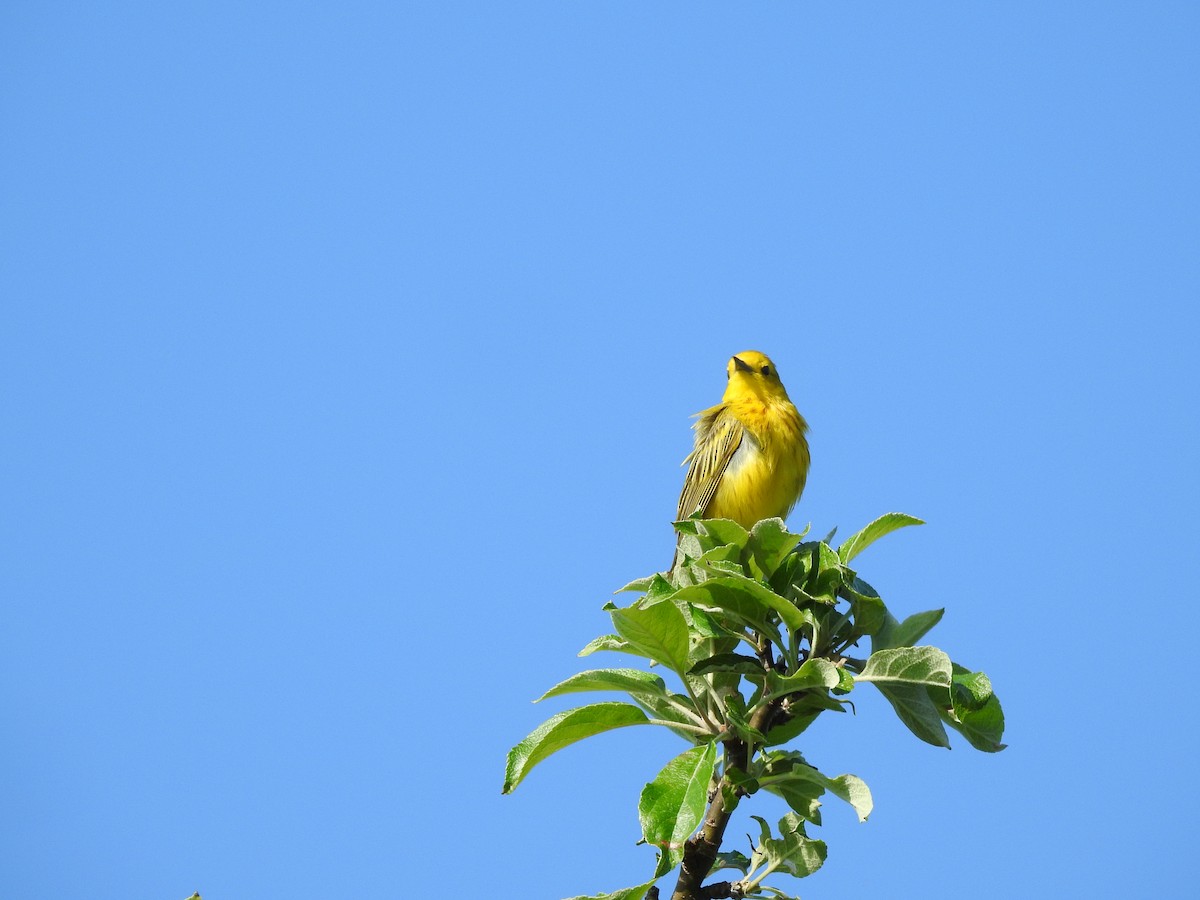 Yellow Warbler - ML168979591