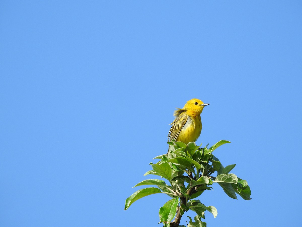 Yellow Warbler - ML168979641