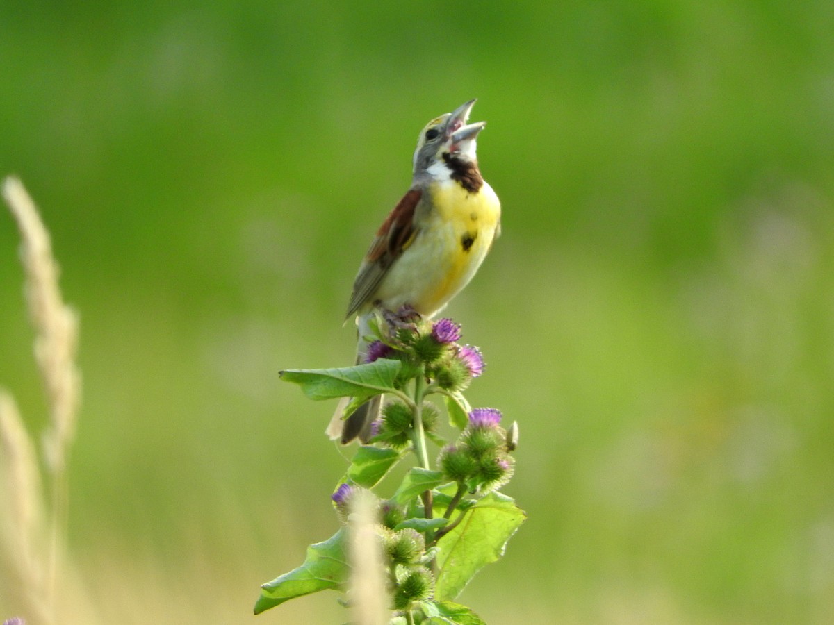 Dickcissel - ML168980521