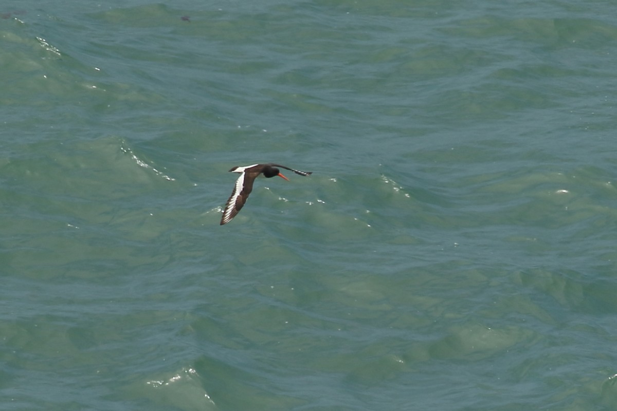 Eurasian Oystercatcher - ML168980741