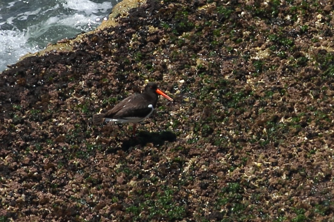 Eurasian Oystercatcher - ML168980751