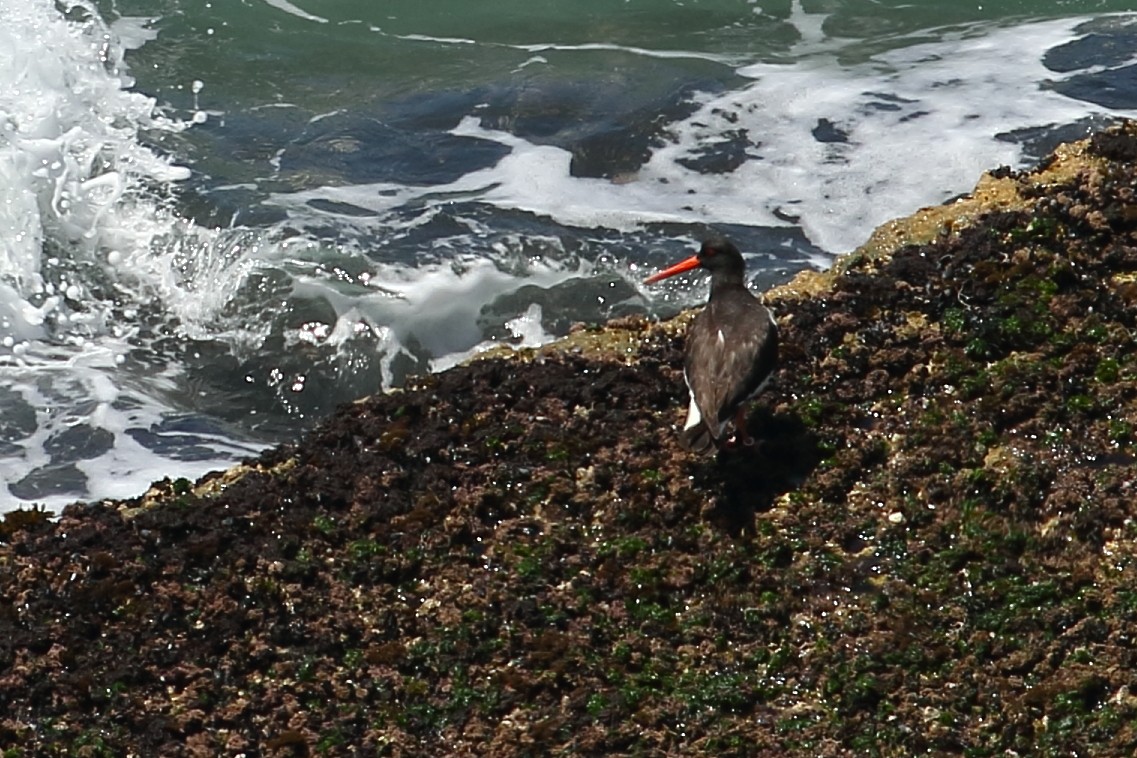 Eurasian Oystercatcher - ML168980761