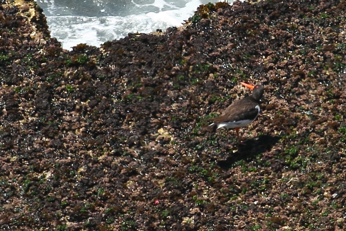 Eurasian Oystercatcher - ML168980801