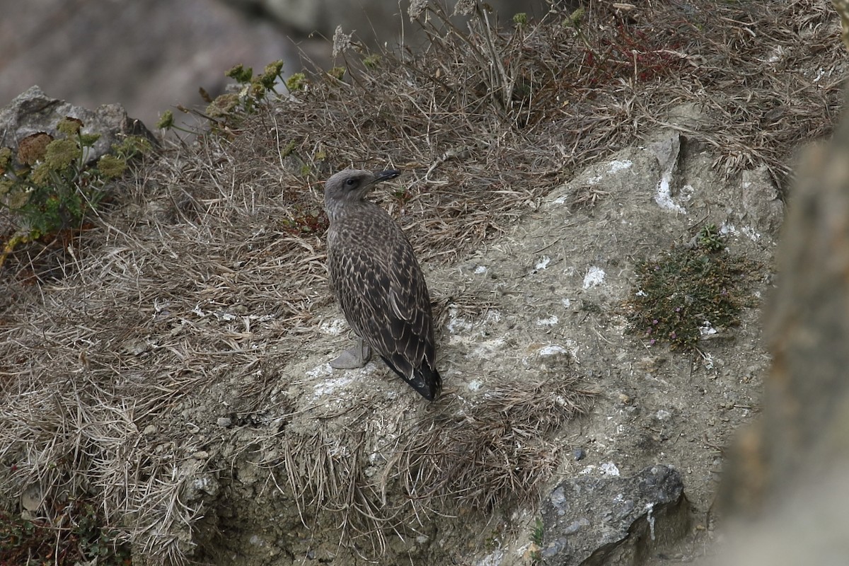 Yellow-legged Gull - ML168980871