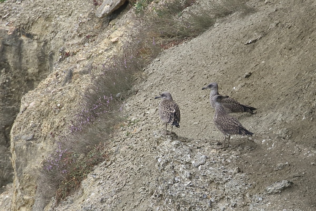 Yellow-legged Gull - ML168980881