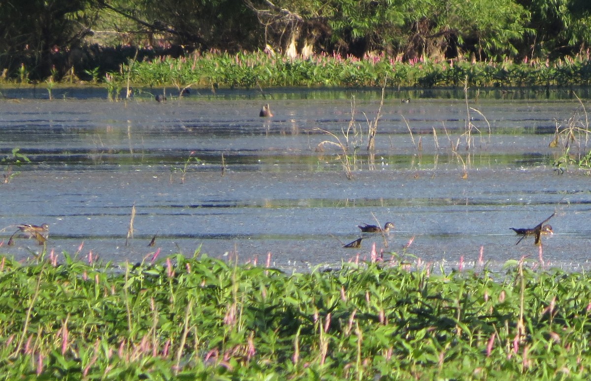 Wood Duck - ML168982021