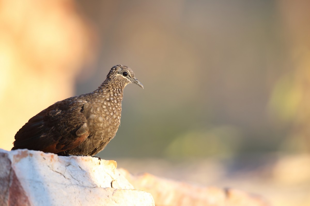 Chestnut-quilled Rock-Pigeon - Marc Gardner