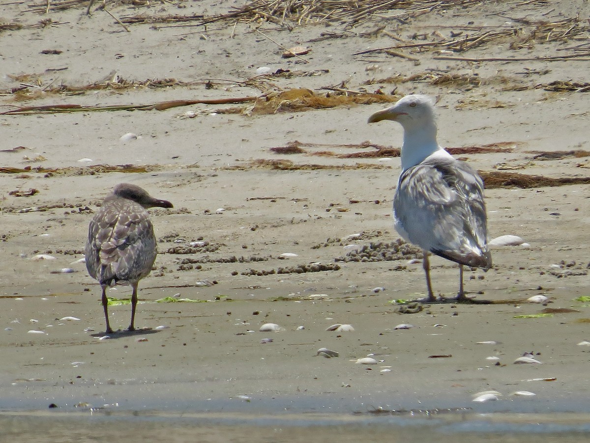 Herring Gull - ML168982961