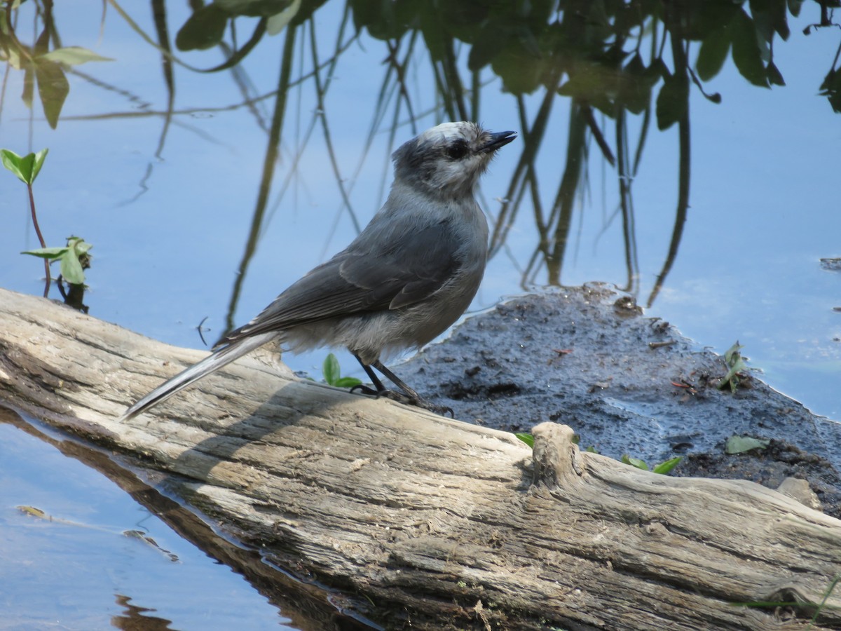 Canada Jay - ML168983471