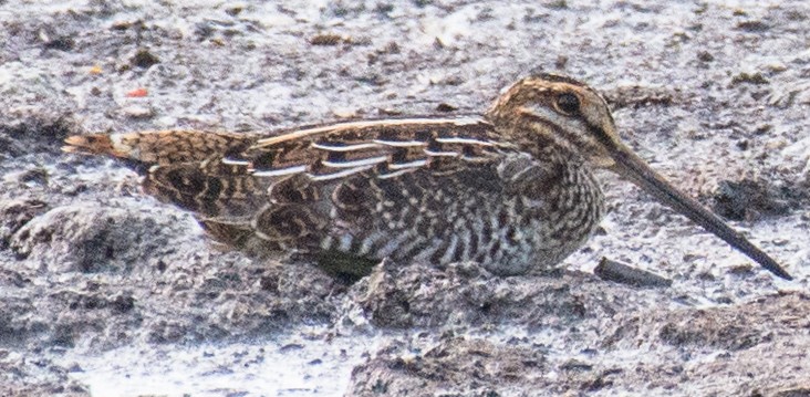 Wilson's Snipe - ML168984241